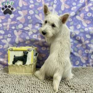 Bertha, Scottish Terrier Puppy