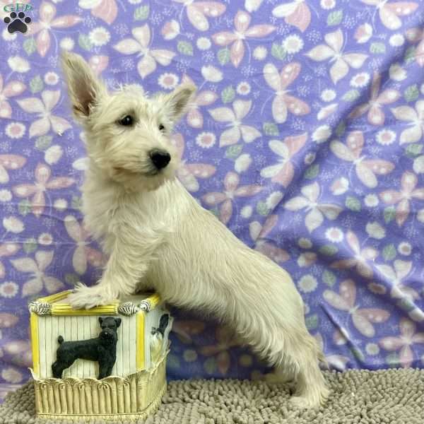 Bertha, Scottish Terrier Puppy