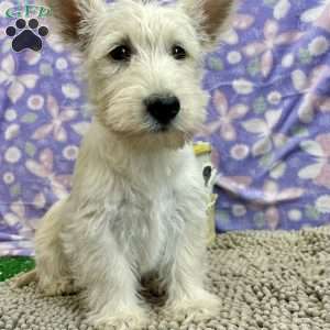 Bertha, Scottish Terrier Puppy