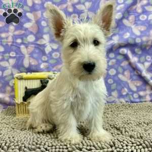 Bertha, Scottish Terrier Puppy