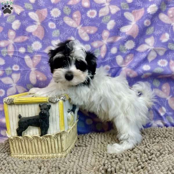 Jim, Havanese Puppy