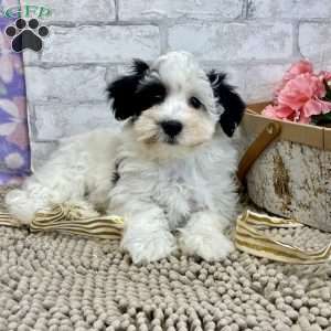 Jay, Havanese Puppy