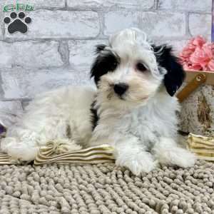 Jay, Havanese Puppy