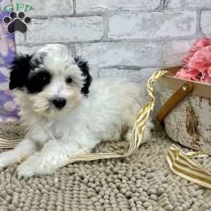 Jay, Havanese Puppy