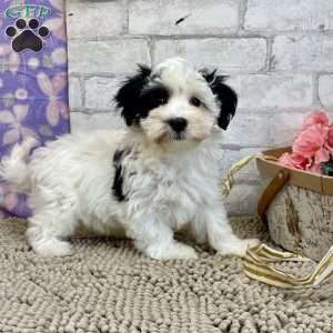 Jay, Havanese Puppy