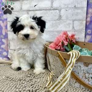 Jay, Havanese Puppy