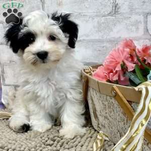 Jay, Havanese Puppy