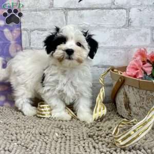 Joe, Havanese Puppy