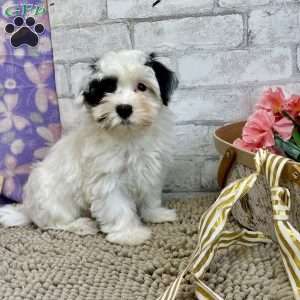 Joe, Havanese Puppy