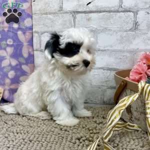 Joe, Havanese Puppy