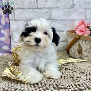 Joe, Havanese Puppy