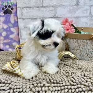 Joe, Havanese Puppy