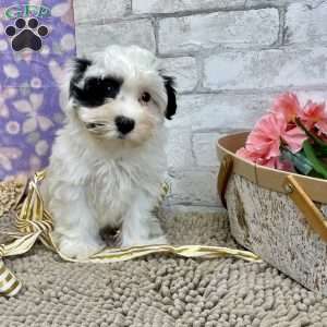 Joe, Havanese Puppy