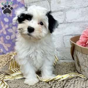 Joe, Havanese Puppy