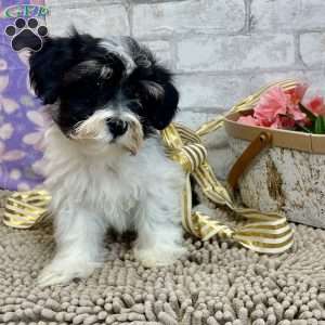 Josh, Havanese Puppy