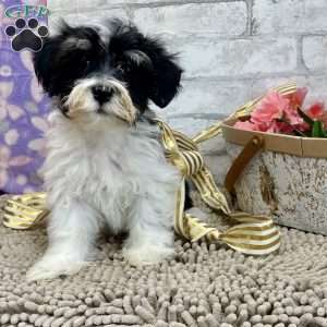 Josh, Havanese Puppy