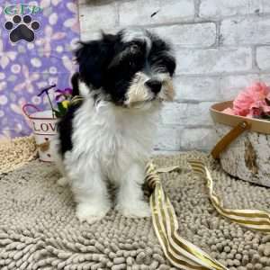 Josh, Havanese Puppy