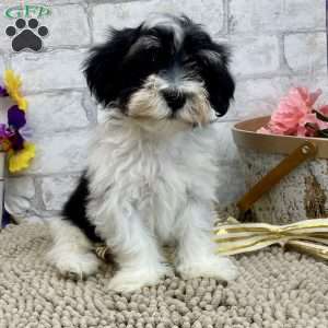 Josh, Havanese Puppy