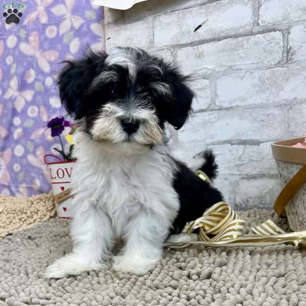 Josh, Havanese Puppy