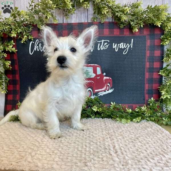 Javon, West Highland Terrier Puppy