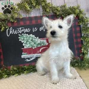 Janson, West Highland Terrier Puppy