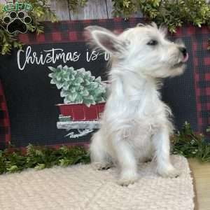 Janson, West Highland Terrier Puppy