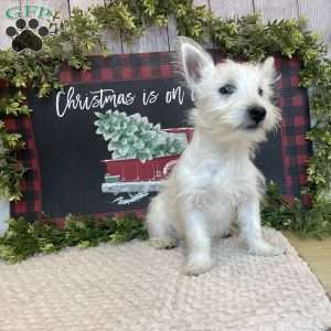 Janson, West Highland Terrier Puppy