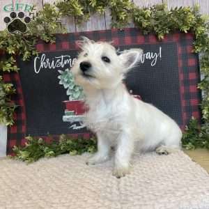 Janson, West Highland Terrier Puppy