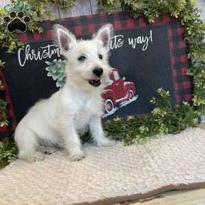 Janson, West Highland Terrier Puppy