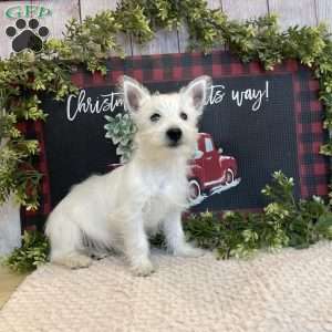 Janson, West Highland Terrier Puppy