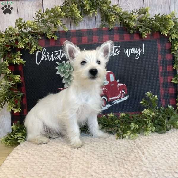 Janson, West Highland Terrier Puppy