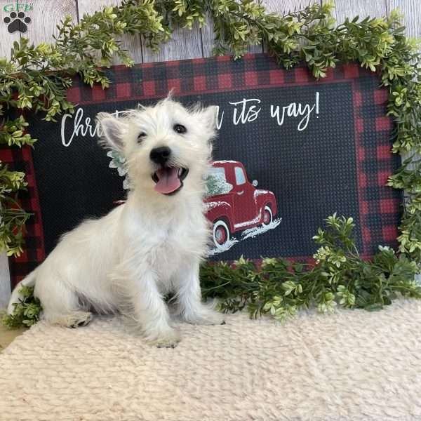 Janson, West Highland Terrier Puppy