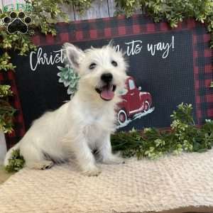 Janson, West Highland Terrier Puppy