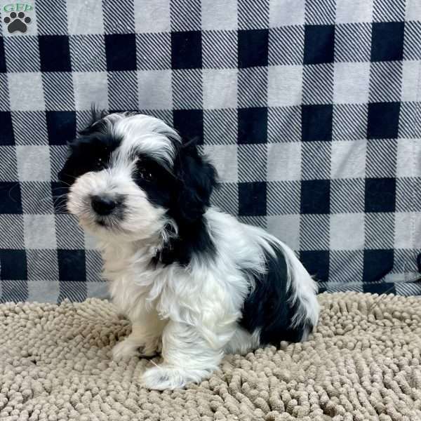 Seth, Coton de Tulear Puppy