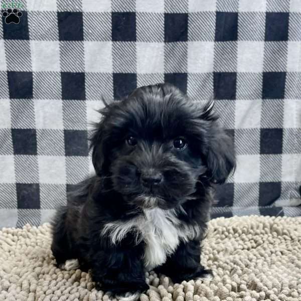 Silas, Coton de Tulear Puppy