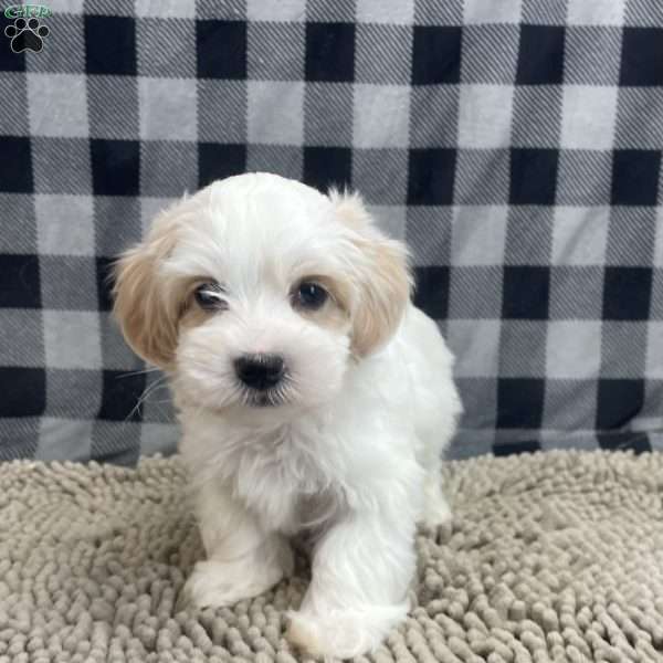 Sam, Coton de Tulear Puppy