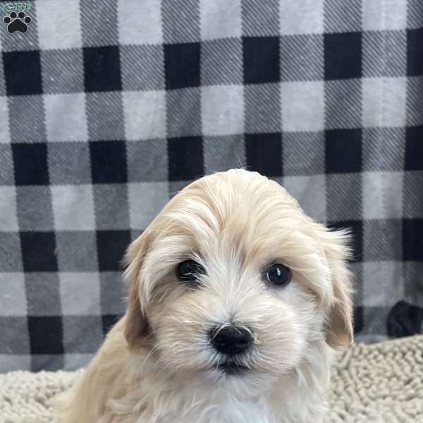 Sally, Coton de Tulear Puppy