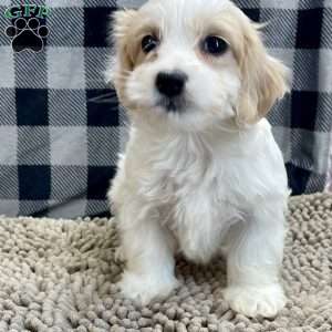 Susie, Coton de Tulear Puppy