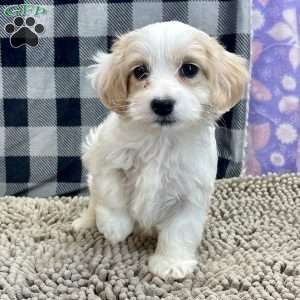 Susie, Coton de Tulear Puppy