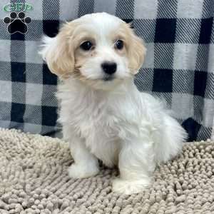 Susie, Coton de Tulear Puppy