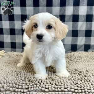 Susie, Coton de Tulear Puppy