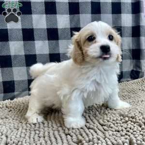 Susie, Coton de Tulear Puppy