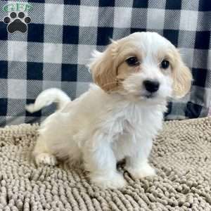 Susie, Coton de Tulear Puppy