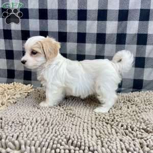 Susie, Coton de Tulear Puppy