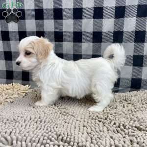 Susie, Coton de Tulear Puppy