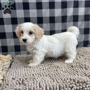 Susie, Coton de Tulear Puppy