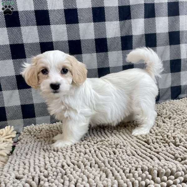 Susie, Coton de Tulear Puppy