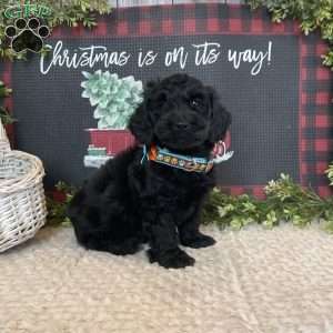 Dean, Dachshund Mix Puppy