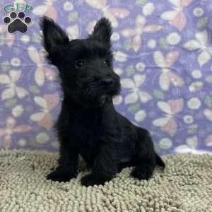 Bernie, Scottish Terrier Puppy