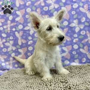 Bertha, Scottish Terrier Puppy